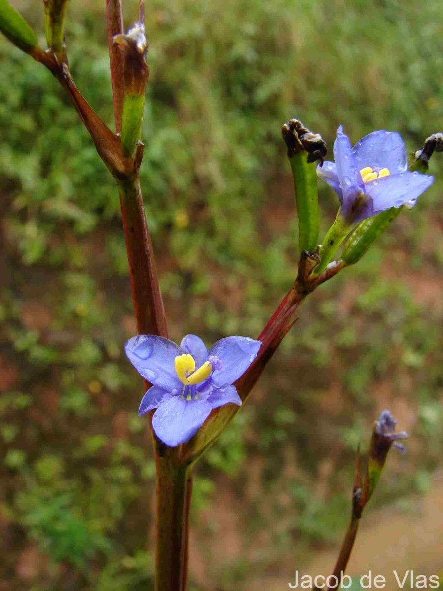 Aristea ecklonii Baker